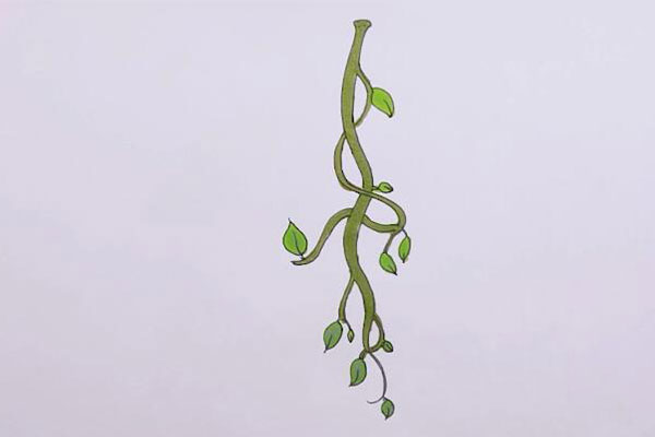 藤蔓简笔画