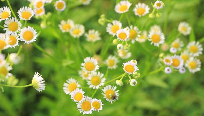 八月始初词遗暗处什么意思  八月始初词遗暗处意思是什么