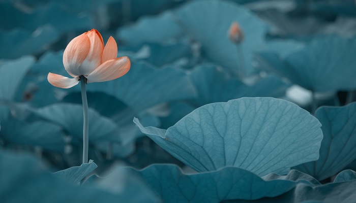 池上描写的景物有哪些 池上描写的是什么情景 