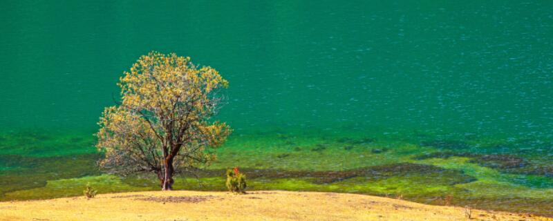 云南白族的三道茶分别是什么 三道茶寓意