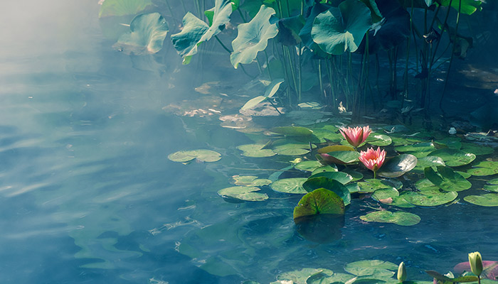 赠刘景文中的擎雨盖是指的什么 赠刘景文中擎雨盖的意思 赠刘景文中的擎雨盖是指的什么 赠刘景文中擎雨盖的意思