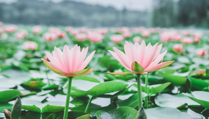 古诗采莲曲的诗句  古诗采莲曲的诗句是什么