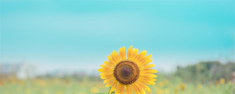 爱情友情亲情的说说 爱情友情亲情的说说有什么