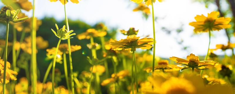 不是春光胜似春光下一句 不是春光胜似春光什么意思