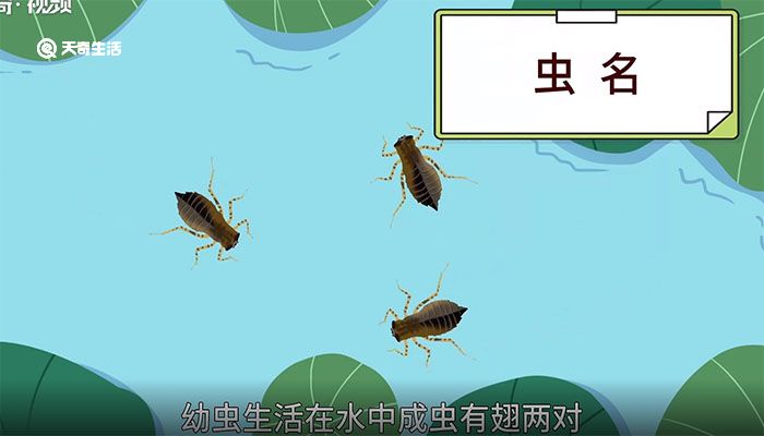 蜉蝣的意思,蜉蝣的解释