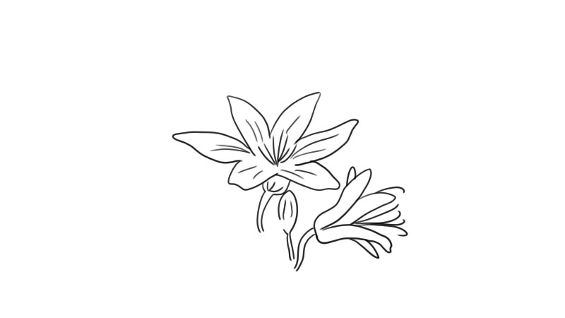 百合花简笔画 百合花怎么画