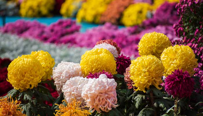 八月始初词遗暗处什么意思  八月始初词遗暗处意思是什么