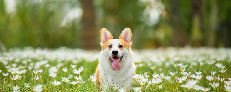 大象和哈巴狗告诉我们什么道理 大象和哈巴狗的道理