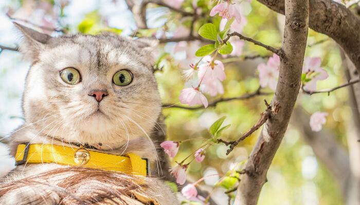 猫和狐狸的故事告诉我们什么道理 猫和狐狸的故事告诉我们的道理是什么