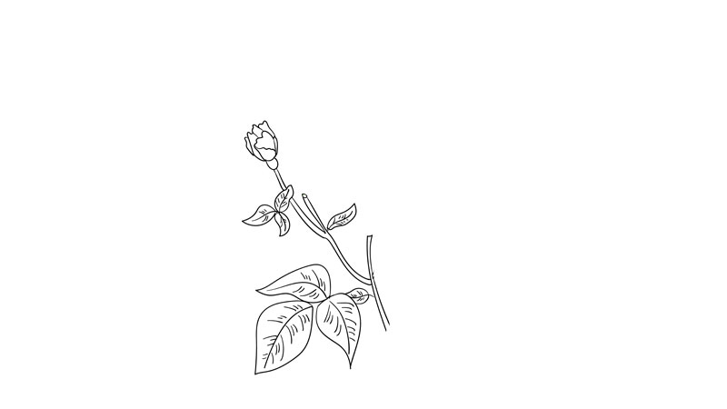 母亲节花简笔画教程  母亲节花简笔画画法