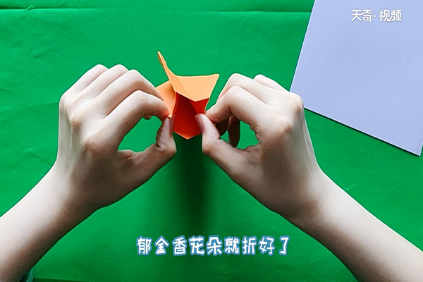 郁金香怎么折