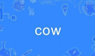 cow是什么意思 cow是什么意思英语怎么说