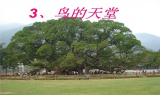 鸟的天堂在哪里（鸟的天堂在哪里为什么叫鸟的天堂）