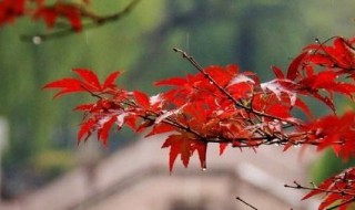 一场秋雨一场寒的下一句是什么（一场秋雨一场寒的下一句是什么呀[呲牙]）