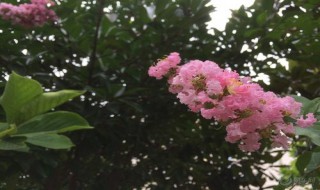哪种植物被称为痒痒树（那种植物被称做痒痒树）