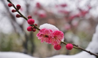 雪梅的古诗（雪梅的古诗大意）