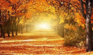 描写秋天的日记（描写秋天的日记50字）