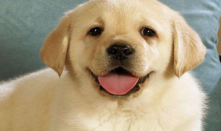 写动物的作文600字 关于写动物的作文600字