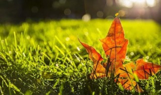 秋思的写作背景（马致远写天净沙秋思的写作背景）