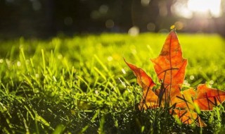 秋天的怀念写作背景（秋天的怀念写作背景50字）