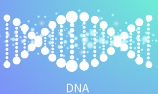 脱氧核苷酸是什么 脱氧核苷酸是什么糖