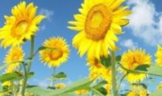 心灵鸡汤正能量短文有哪些（正能量心灵鸡汤短句）