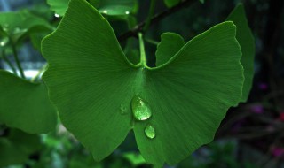 写银杏叶的作文（关于写银杏叶的作文）