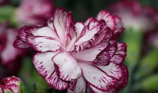 送老师的花 送老师的花束怎么搭配