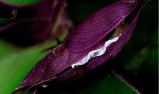 花要叶扶下一句应该是什么（花要叶扶的意思）