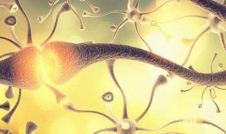 人体组织是什么意思（人体组织都是由什么构成的）