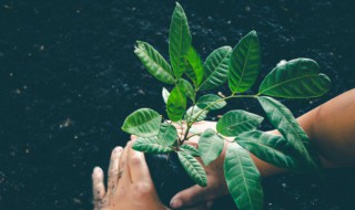 如何跟小朋友讲植树节的由来 幼儿园讲解植树节的由来