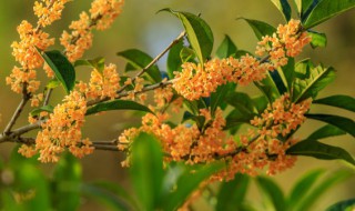 桂花树的资料（桂花树的资料说明文）