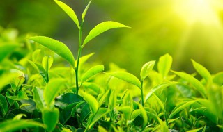 茶叶的由来简介 茶叶的由来简介资料
