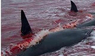 日本海豚湾事件 日本海豚湾事件现状