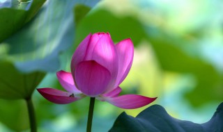 初夏又叫什么夏（什么是初夏什么是盛夏）