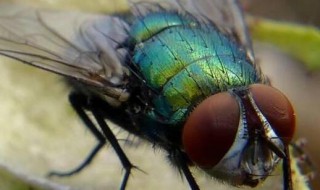为什么有的苍蝇特别大（为什么有的苍蝇特别大,声音也大）