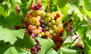 葡萄怎么读 葡萄英语怎么读grapes