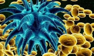 什么是细菌（什么是细菌感染）