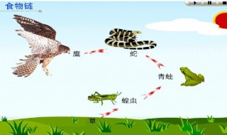 食物链有哪些（一物降一物的食物链有哪些）
