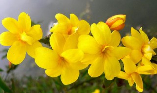 写迎春花的作文 写迎春花的作文300字左右