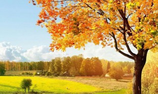 描写秋天树叶的作文（关于描写秋天树叶的作文）
