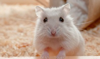 仓鼠作文 仓鼠作文500字