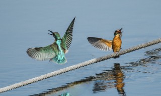 啁啾的意思 啁啾的意思指什么