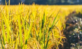 如何保护中国的粮食安全（如何保护中国的粮食安全作文）