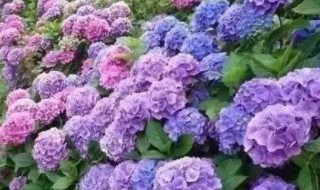 绣球花的赞美（绣球花的赞美词）