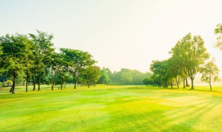 植树造林的好处有哪些（植树造林的好处有哪些二年级）