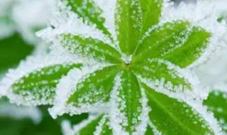 冰花的形状像什么 冰花的形状各异有的像什么什么什么