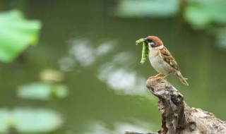 益鸟有哪些说出好处 益鸟有哪些并说出好处