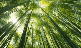 成语胸有成竹最初是用来形容 胸有成竹最初用来形容什么