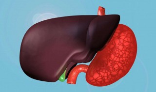 肝有什么功能（中医认为肝有什么功能）